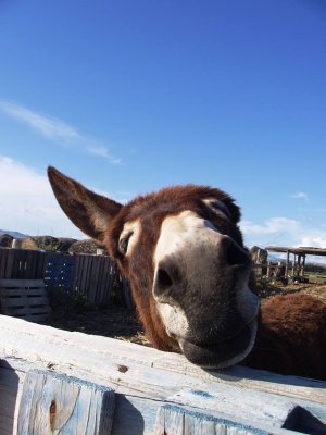 Cyprus : Family Fun Day by Donkey Sanctuary