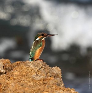 Cyprus : From the World of Cyprus Birds