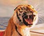 Life of Pi